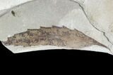 Two Fossil Leaves (Planera and Rhus)- Green River Formation, Utah #110365-2